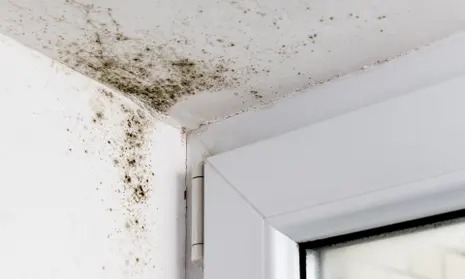 Mould in Rentals – Know Your Rights